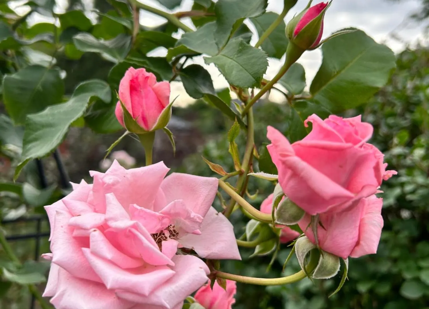 Gasthof Peaceful Cosy Room With Garden View, Private Parking Toronto